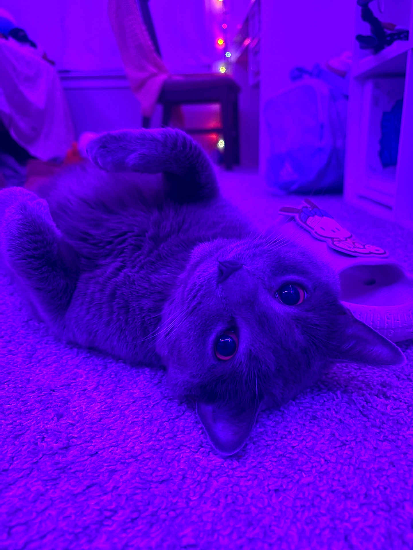Niko