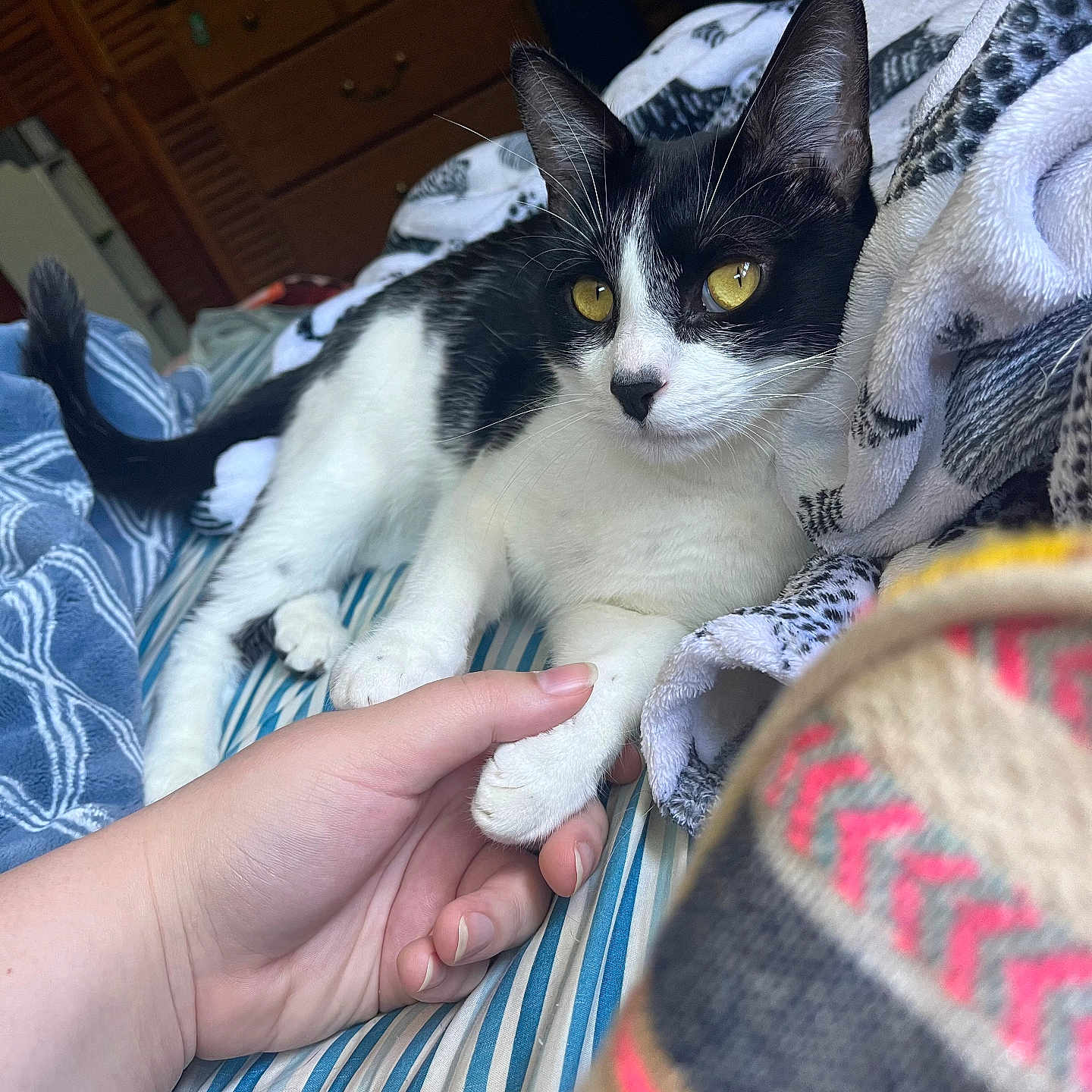 Tapioca joined the competition — help win amazing prizes! abyssinian, animal, baby, bed, bedroom, blanket, bodypart, cat, couch, drawer, finger, furniture, hand, indoors, kitten, manx, person, pet, quilt, room