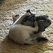 Lilbit is registered to the contest to win money with this photo: animal, carpet, cozy, cute, feline, fur, indoor, kitten, light, paws, pet, playful, plush_toy, resting, shadow, small, soft_toy, texture, together, wrestling