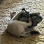kitten, plush_toy, carpet, indoor, playful, pet, animal, feline, cute, together, resting, soft_toy, small, light, shadow, fur, paws, texture, wrestling, cozy