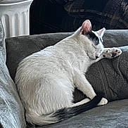 Lilbit joined the competition — help win amazing prizes! cat, sleeping, white_cat, black_markings, feline, pet, indoor, couch, furniture, cozy, relaxing, paw, fur, animal, resting, domestic_cat, close_up, side_view, quiet, peaceful