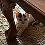 Lilbit is registered to the contest to win money with this photo: cat, animal, pet, white_cat, black_markings, carpet, wooden_table, table_leg, indoor, resting, curious, shadow, floor, feline, cute, small, domestic, cozy, quiet, relaxed