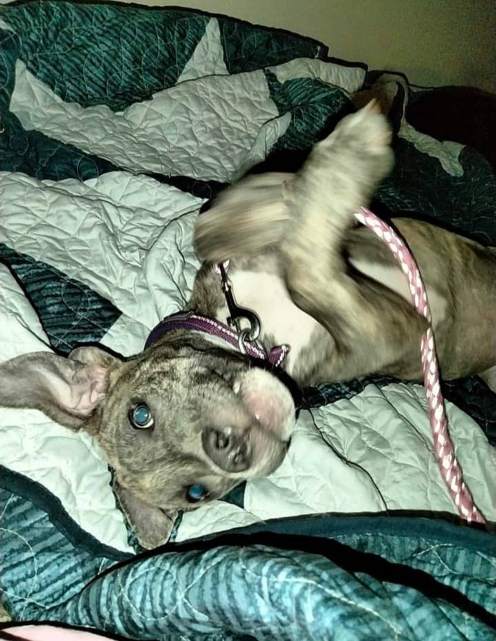 Gypsy Blue is registered to the contest to win money with this photo: art, bedding, carnivore, comfort, companion_dog, dog, dog_breed, fawn, felidae, grey, linens, nap, pattern, small_to_medium_sized_cats, snout, sporting_group, tail, whiskers, working_animal, wrinkle
