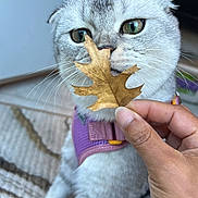 Winter Snow joined the competition — help win amazing prizes! cat, scottish_fold, silver_fur, green_eyes, close_up, portrait, pet, animal, whiskers, leaf, autumn, harness, purple_harness, human_hand, indoor, carpet, sitting, fluffy, curious, funny_expression