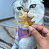 cat, scottish_fold, silver_fur, green_eyes, close_up, portrait, pet, animal, whiskers, leaf, autumn, harness, purple_harness, human_hand, indoor, carpet, sitting, fluffy, curious, funny_expression