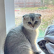 Winter Snow joined the competition — help win amazing prizes! animal, cat, cozy, curious, cute, daylight, domestic, fluffy, fur, gray_cat, home, indoor, looking, pet, portrait, screen, sitting, sunlight, window, windowsill