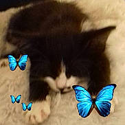 Charlie participe au concours pour gagner de l'argent avec cette photo : black_cat, carnivoran, cat, cat_like_mammal, domestic_long_haired_cat, domestic_short_haired_cat, ear, fur, iris, kitten, norwegian_forest_cat, small_to_medium_sized_cats, snout, whiskers