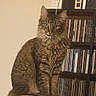 Mookie joined the competition — help win amazing prizes! cat, tabby, feline, pet, indoor, bookshelf, cds, fur, curious, sitting, brown, striped, whiskers, ears, eyes, cozy, domestic, animal, portrait, furniture