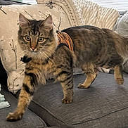 Mookie joined the competition — help win amazing prizes! cat, couch, cozy, domestic_animal, ears, fabric, feline, furniture, gray, indoor, living_room, person, pet, pillows, striped, sweater, tabby_cat, tail, walking, whiskers