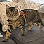 cat, couch, cozy, domestic_animal, ears, fabric, feline, furniture, gray, indoor, living_room, person, pet, pillows, striped, sweater, tabby_cat, tail, walking, whiskers
