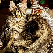 Ziggy joined the competition — help win amazing prizes! animal, cat, closeup, clothing, cozy, ears, eyes, feline, fur, indoor, kitten, lap, person, pet, portrait, relaxing, soft_light, tabby, tail, whiskers