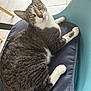 cat, tabby, indoor, cushion, chair, pet, animal, feline, looking_up, relaxed, fur, whiskers, paws, seated, home, flooring, tile, curious, mouth_open, comfortable