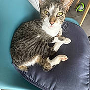 Vicky participe au concours pour gagner de l'argent avec cette photo : cat, tabby, animal, pet, feline, chair, cushion, indoor, floor, tile, paw, whiskers, ears, looking, resting, cute, domestic, household, closeup, relaxed