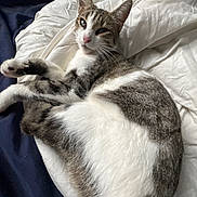 Ulia a rejoint le concours — aidez-le/la à gagner de superbes lots ! cat, tabby, white, fur, pet, animal, sleepy, relaxed, blanket, bed, indoor, whiskers, paw, ears, fur_pattern, domestic, cute, resting, cozy, sleep