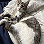 cat, tabby, white, fur, pet, animal, sleepy, relaxed, blanket, bed, indoor, whiskers, paw, ears, fur_pattern, domestic, cute, resting, cozy, sleep