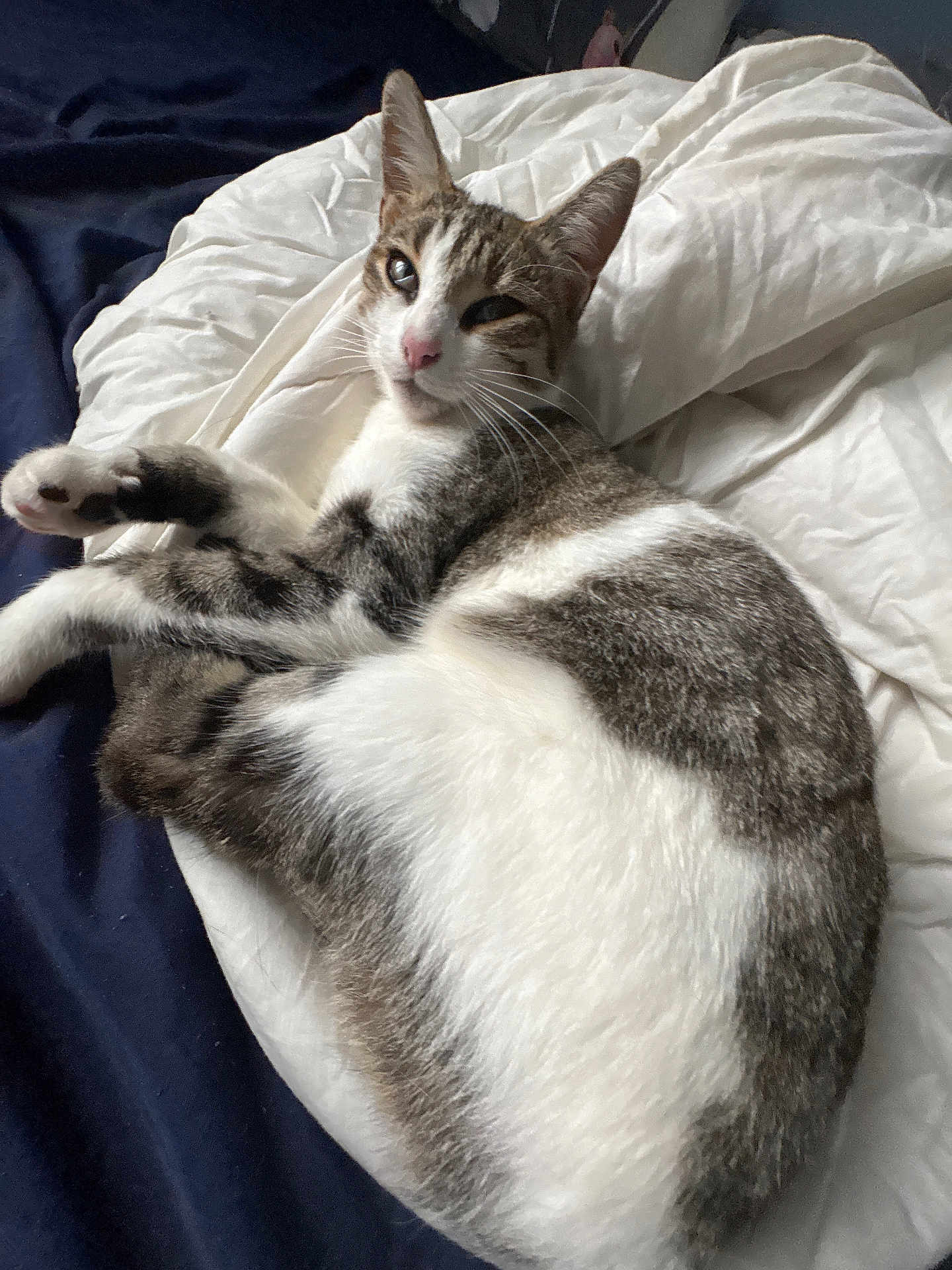 Ulia a rejoint le concours — aidez-le/la à gagner de superbes lots ! cat, tabby, white, fur, pet, animal, sleepy, relaxed, blanket, bed, indoor, whiskers, paw, ears, fur_pattern, domestic, cute, resting, cozy, sleep