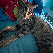 Uno participe au concours pour gagner de l'argent avec cette photo : cat, tabby, bed, blue_bedspread, pillow, striped, pet, indoor, relaxed, sleepy, feline, whiskers, ears, fur, animal, resting, cozy, domestic, closeup, household