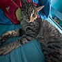 cat, tabby, bed, blue_bedspread, pillow, striped, pet, indoor, relaxed, sleepy, feline, whiskers, ears, fur, animal, resting, cozy, domestic, closeup, household