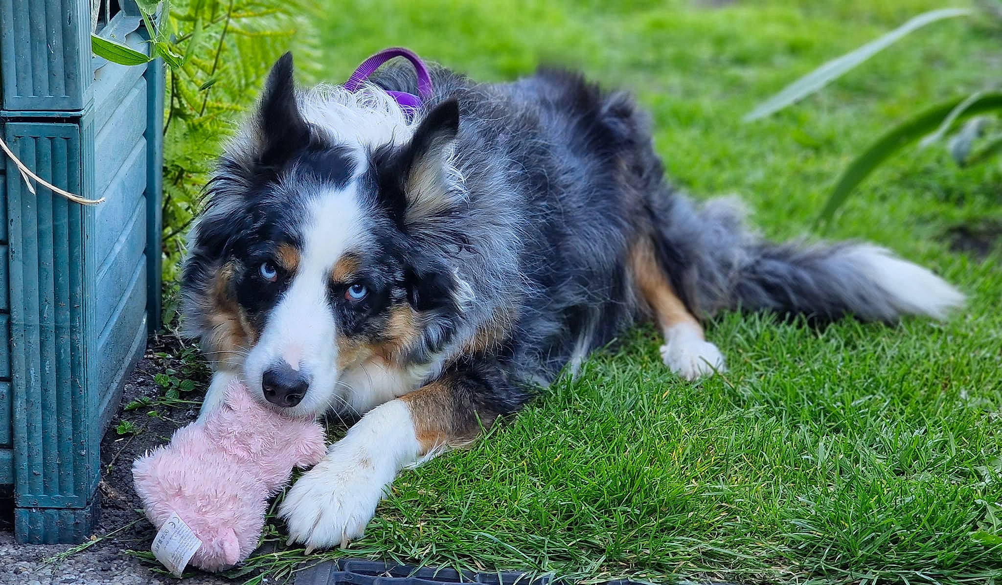 Laïka participe au concours pour gagner de l'argent avec cette photo : art, australian_collie, border_collie, canidae, carnivore, companion_dog, dog, dog_breed, fence, fur, grass, herding_dog, plant, puppy, sporting_group, terrestrial_animal, whiskers, working_dog