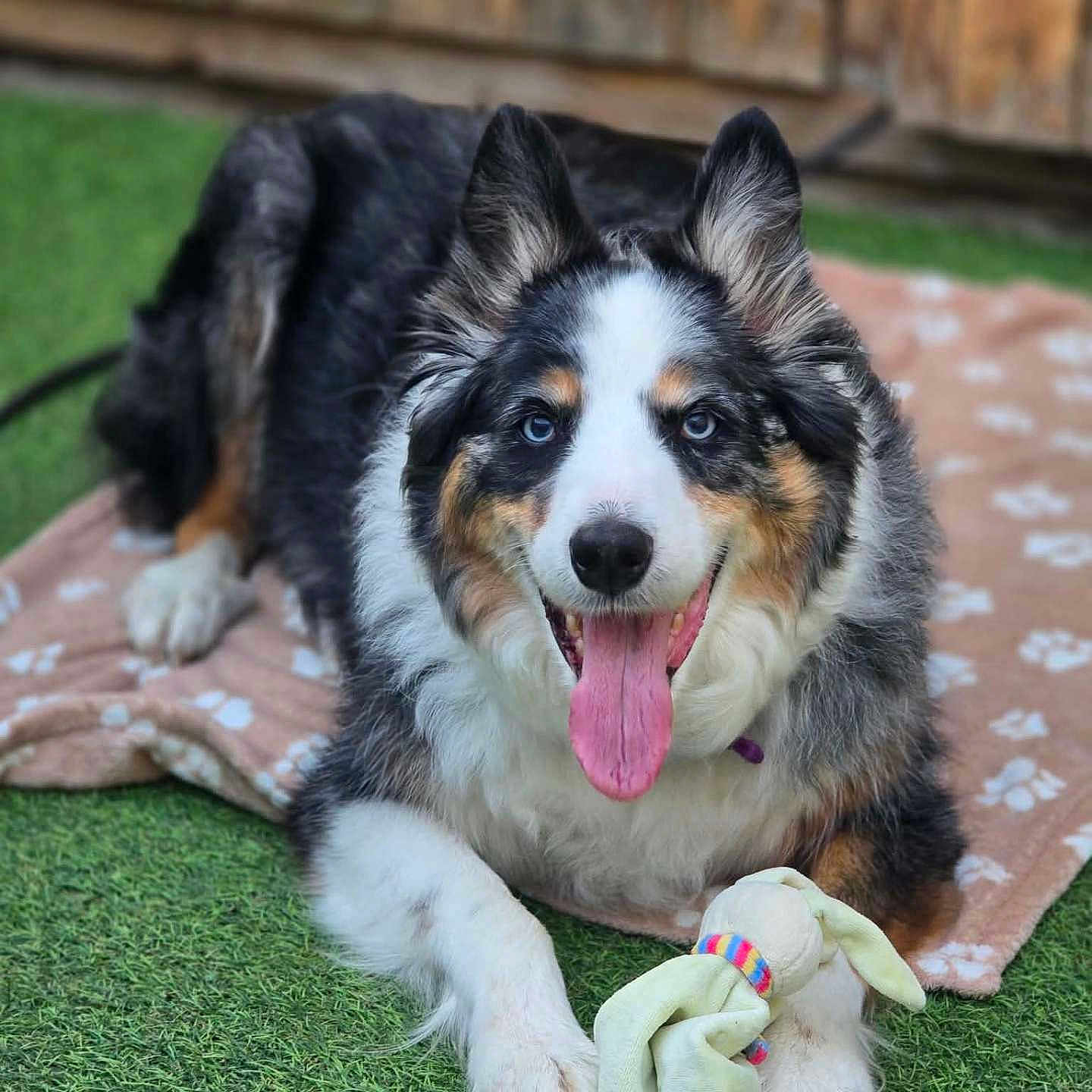 Laïka participe au concours pour gagner de l'argent avec cette photo : dog, blue_eyes, tongue_out, toy, stuffed_animal, blanket, paw_prints, grass, outdoor, pet, happy, playful, fur, collar, close_up, animal, cute, canine, lying_down, smiling