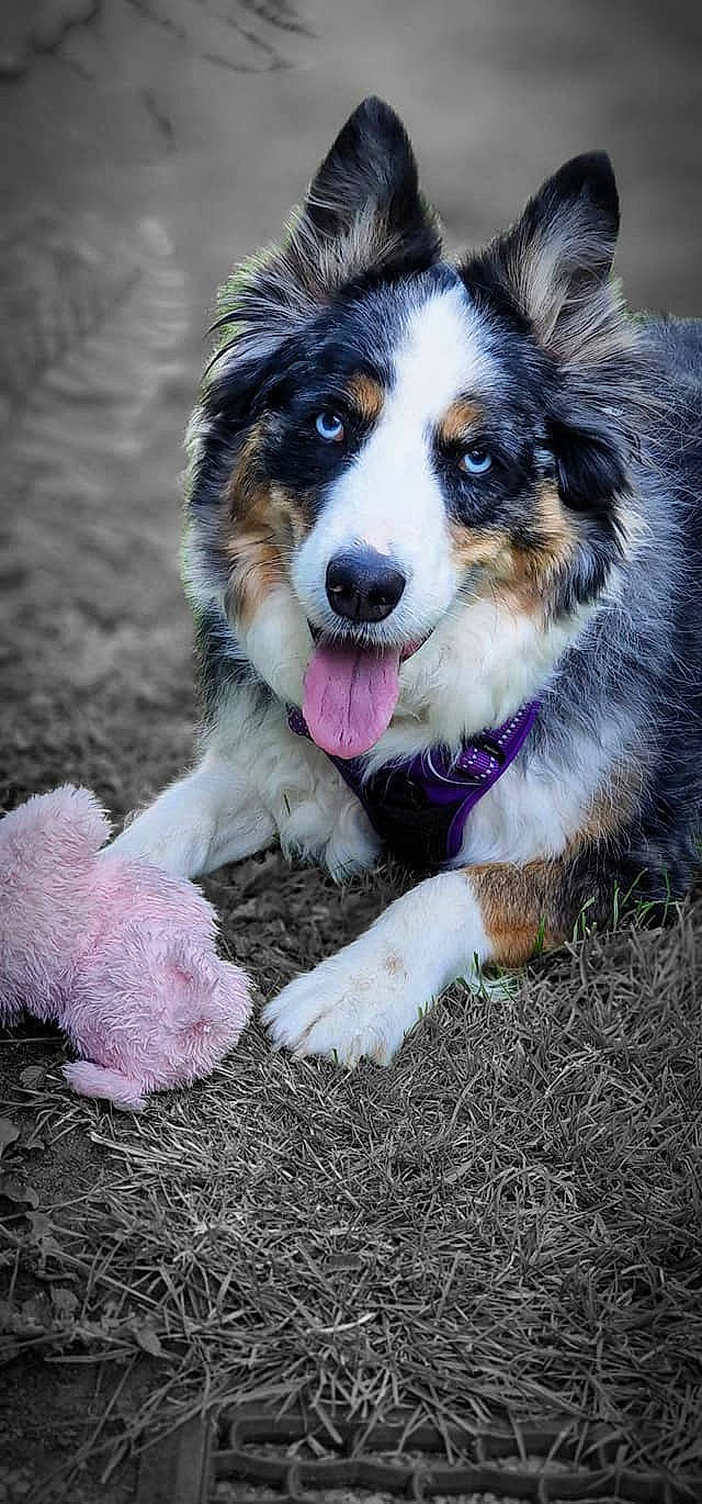 Laïka participe au concours pour gagner de l'argent avec cette photo : art, australian_shepherd, carnivore, companion_dog, dog, dog_breed, fur, grass, herding_dog, plant, snout, sporting_group, terrestrial_animal, whiskers, working_dog