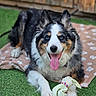 Laïka participe au concours pour gagner de l'argent avec cette photo : dog, happy, blue_eyes, tongue_out, toy, stuffed_toy, blanket, paw_print, grass, outdoor, pet, animal, fur, cute, playful, collar, canine, smiling, resting, fence