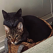 Aka participe au concours pour gagner de l'argent avec cette photo : cat, two_cats, gray_cat, tabby_cat, basket, cozy, snuggling, pet, indoors, floor, curious, feline, ears, whiskers, eyes, tail, cute, domestic, resting, companionship