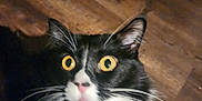 Shirley is registered to the contest to win money with this photo: alert, animal, black_and_white, cat, close_up, curious, cute, domestic_cat, ears, face, feline, fur, indoor, looking_up, mammal, pet, whiskers, wide_eyes, wooden_floor, yellow_eyes