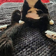 Shirley joined the competition — help win amazing prizes! animal, black_and_white, blanket, cat, cozy, curious, door, feline, funny_pose, fur, home, indoor, looking_at_camera, pet, red_rug, relaxed, sitting, tuxedo_cat, wide_eyes, window_blinds