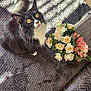 Shirley is registered to the contest to win money with this photo: black_and_white, blanket, bouquet, cat, cozy, curious, flowers, fur, gray_blanket, indoor, pet, pink_flowers, shadow, sitting, sunlight, tail, texture, whiskers, white_flowers, yellow_eyes