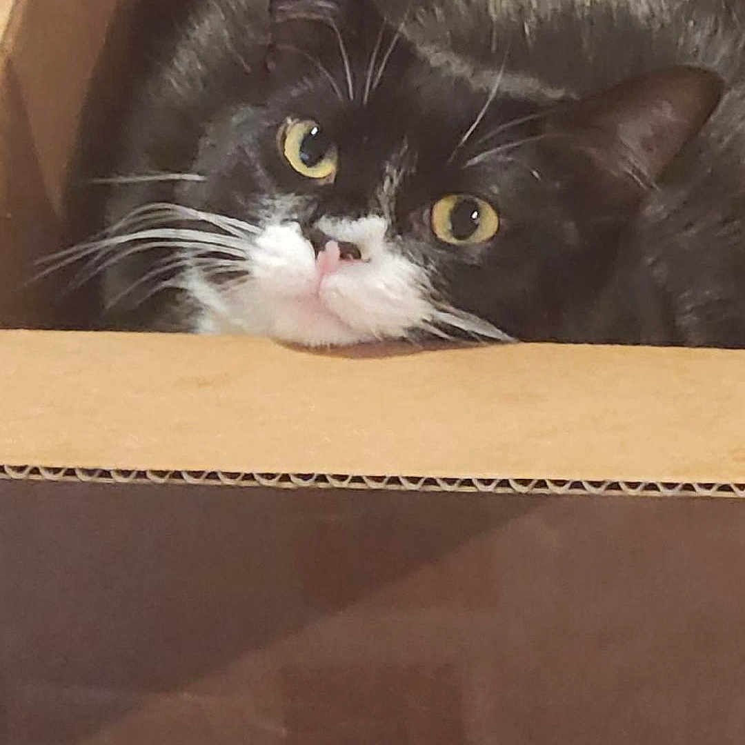 Chantel joined the competition — help win amazing prizes! animal, architecture, box, building, cardboard, carton, cat, face, head, indoors, kitten, manx, outdoors, person, pet, photography, plant, portrait, pottedplant, sleeping