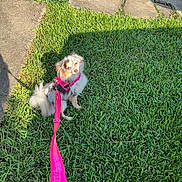 Koko is registered to the contest to win money with this photo: dog, small_dog, pink_harness, pink_leash, grass, outdoor, sunlight, pet, animal, cute, fluffy, walking, leash, greenery, sidewalk, shadow, nature, daylight, young_dog, domestic_animal