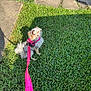 dog, small_dog, pink_harness, pink_leash, grass, outdoor, sunlight, pet, animal, cute, fluffy, walking, leash, greenery, sidewalk, shadow, nature, daylight, young_dog, domestic_animal