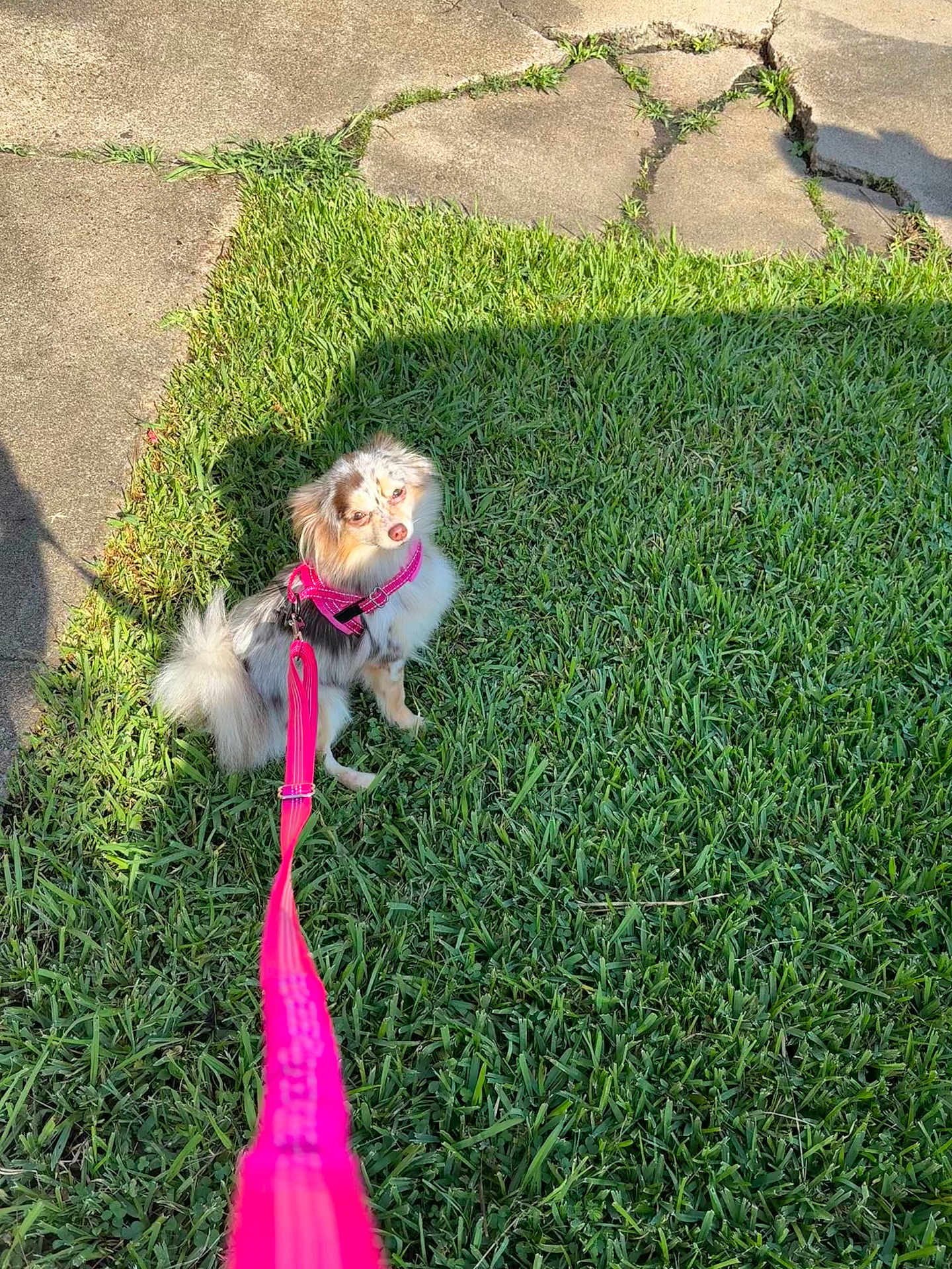 Koko