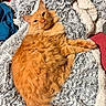 Kodak joined the competition — help win amazing prizes! cat, orange_cat, fluffy, pet, animal, feline, lying_down, blanket, soft_texture, cozy, indoor, relaxed, fur, whiskers, tail, paw, resting, comfort, closeup, cute