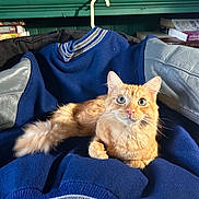 Kodak is registered to the contest to win money with this photo: cat, orange_tabby, pet, feline, animal, blue_jacket, clothing, indoor, sitting, curious, furry, cozy, relaxed, whiskers, tail, eyes, books, rubber_duck, shelf, background