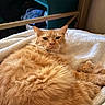 Kodak joined the competition — help win amazing prizes! cat, orange_cat, fluffy, pet, indoor, blanket, resting, feline, cozy, fur, bedroom, sleepy, cute, animal, domestic_animal, relaxed, soft, warm, comfort, tabby