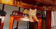 Kodak is registered to the contest to win money with this photo: cat, kitten, orange_tabby, wooden_chair, cushion, table, furniture, indoor, pet, stretching, green_eyes, cozy, home, wood, floor, wall, relaxed, cute, animal, domestic