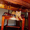 cat, kitten, orange_tabby, wooden_chair, cushion, table, furniture, indoor, pet, stretching, green_eyes, cozy, home, wood, floor, wall, relaxed, cute, animal, domestic