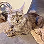 animal, blanket, cat, claws, couch, cozy, domestic_animal, fan, feline, fur, gray_fur, indoor, mammal, pet, relaxed, resting, soft_texture, tabby_cat, whiskers, yellow_eyes