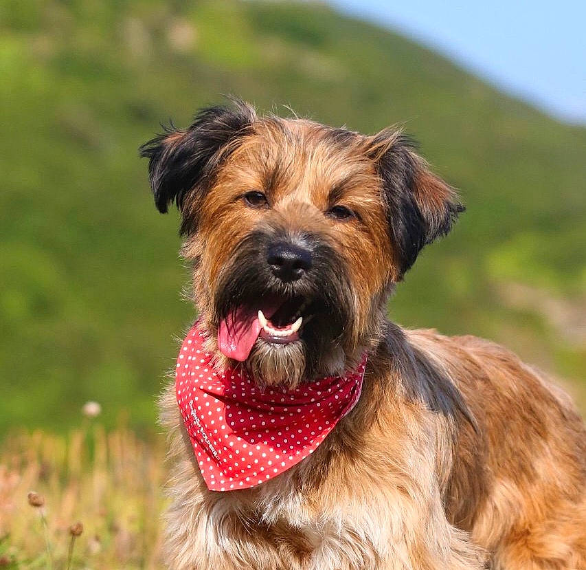 Pippin joined the competition — help win amazing prizes! bosnian_coarse_haired_hound, briard, cairn_terrier, canidae, carnivore, catalan_sheepdog, companion_dog, dog, dog_breed, glen_of_imaal_terrier, mammal, norfolk_terrier, pyrenean_shepherd, rare_breed_dog, small_terrier, snout, sporting_group, sporting_lucas_terrier, terrier, vertebrate