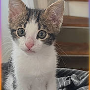 Angy a rejoint le concours — aidez-le/la à gagner de superbes lots ! kitten, cat, young_animal, pet, indoor, blanket, gray_blanket, fur, whiskers, ears, pink_nose, curious, sitting, close_up, young_cat, tabby, white_fur, brown_fur, stairs, soft_light