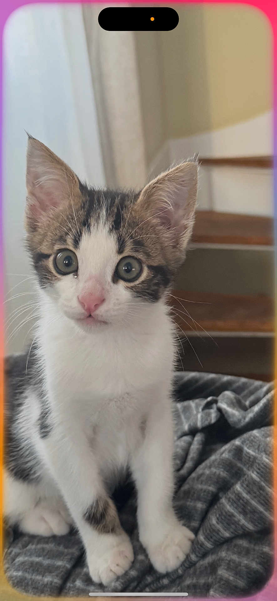 Angy a rejoint le concours — aidez-le/la à gagner de superbes lots ! kitten, cat, young_animal, pet, indoor, blanket, gray_blanket, fur, whiskers, ears, pink_nose, curious, sitting, close_up, young_cat, tabby, white_fur, brown_fur, stairs, soft_light