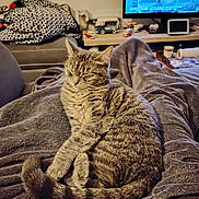 Willow a rejoint le concours — aidez-le/la à gagner de superbes lots ! cat, tabby, animal, pet, feline, sleeping, cozy, blanket, indoor, living_room, television, furniture, relaxing, domestic_animal, tail, ears, fur, resting, comfort, home