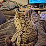 cat, tabby, animal, pet, feline, sleeping, cozy, blanket, indoor, living_room, television, furniture, relaxing, domestic_animal, tail, ears, fur, resting, comfort, home