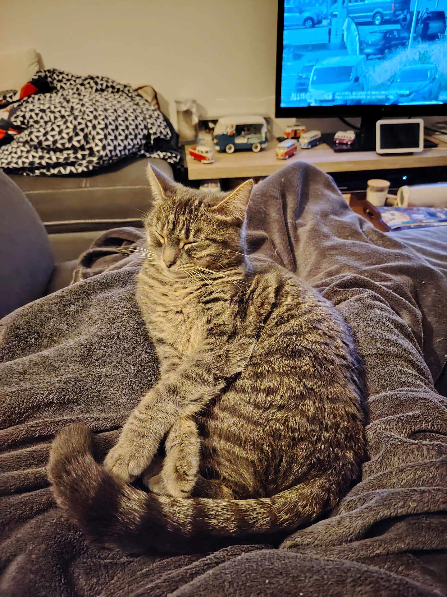 Willow a rejoint le concours — aidez-le/la à gagner de superbes lots ! cat, tabby, animal, pet, feline, sleeping, cozy, blanket, indoor, living_room, television, furniture, relaxing, domestic_animal, tail, ears, fur, resting, comfort, home