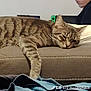 Willow a rejoint le concours — aidez-le/la à gagner de superbes lots ! cat, tabby, sleeping, couch, person, indoor, furniture, relaxing, paw, pet, animal, resting, striped, cozy, home, leisure, mammal, domestic, feline, nap