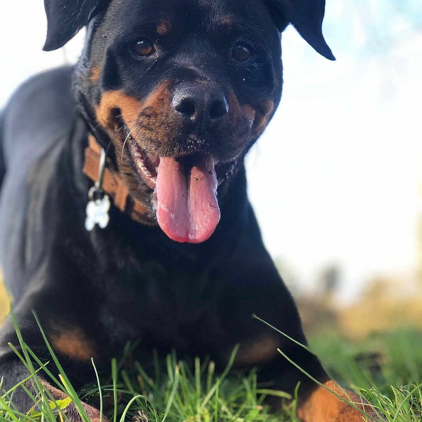 Xena a rejoint le concours — aidez-le/la à gagner de superbes lots ! animal, appenzeller, bodypart, boxer, bulldog, canine, dog, field, grass, hound, labradorretriever, mouth, outdoors, person, pet, photography, plant, puppy, snout, tongue