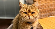 Qucumber joined the competition — help win amazing prizes! cat, tabby_cat, pet, indoor, furniture, chair, wooden_table, collar, whiskers, close_up, orange_fur, domestic_cat, household, feline, cat_tree, focused, sitting, cute, animal, portrait