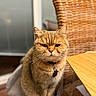 cat, tabby_cat, pet, indoor, furniture, chair, wooden_table, collar, whiskers, close_up, orange_fur, domestic_cat, household, feline, cat_tree, focused, sitting, cute, animal, portrait